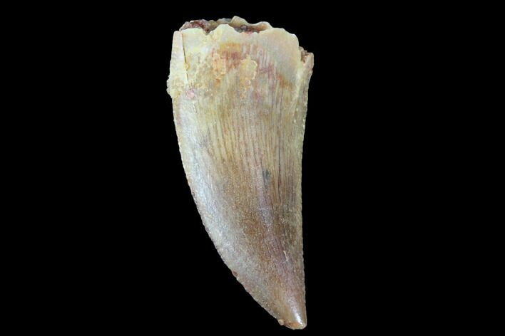 Raptor Tooth - Real Dinosaur Tooth #90019